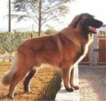 Cão da Serra da Estrela